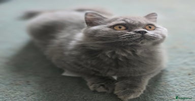 British Shorthair cats - Advert 4