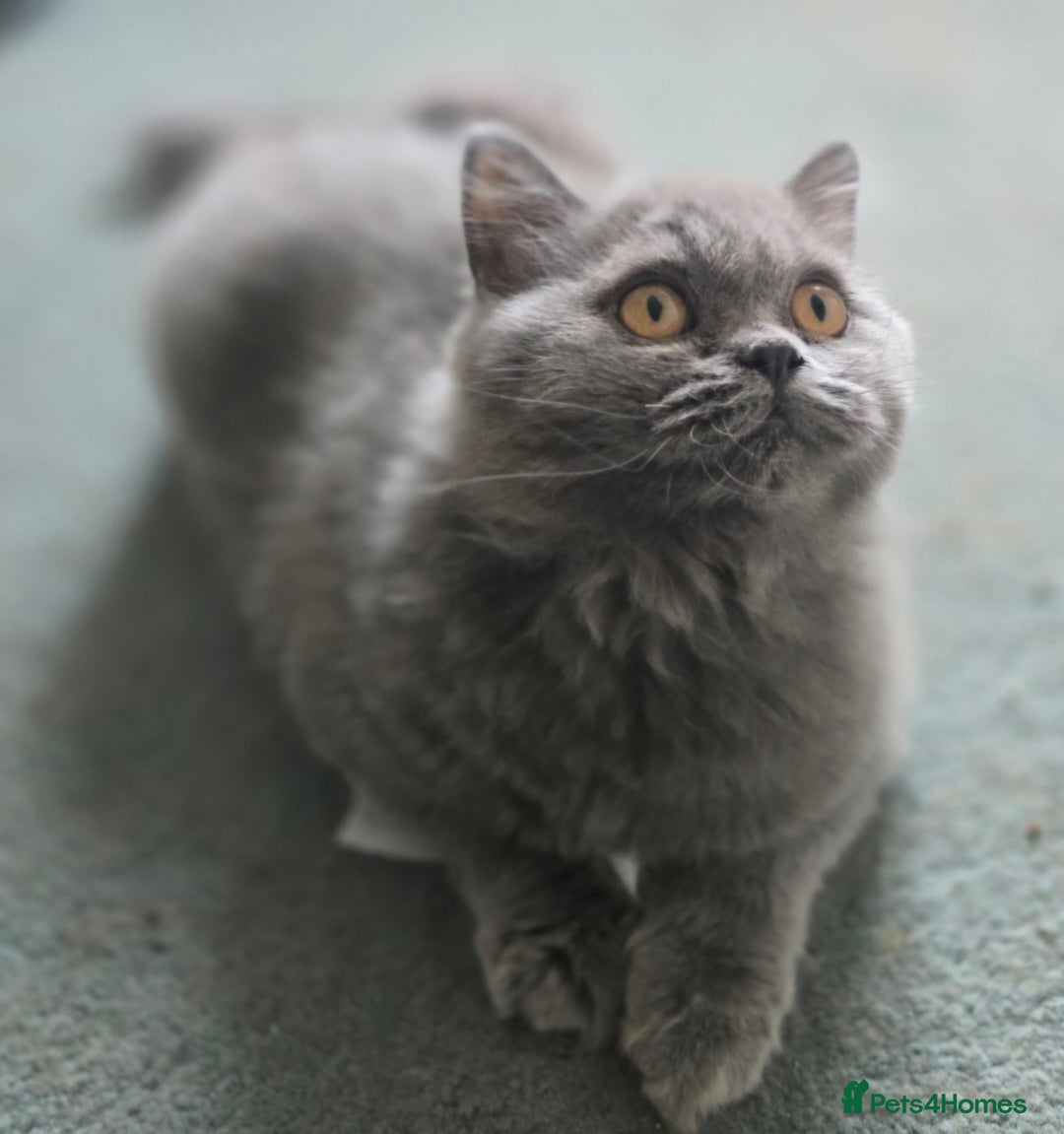 British Shorthair cats for sale: Gorgeous Healthy BSH Kittens GIRLS - Image 3