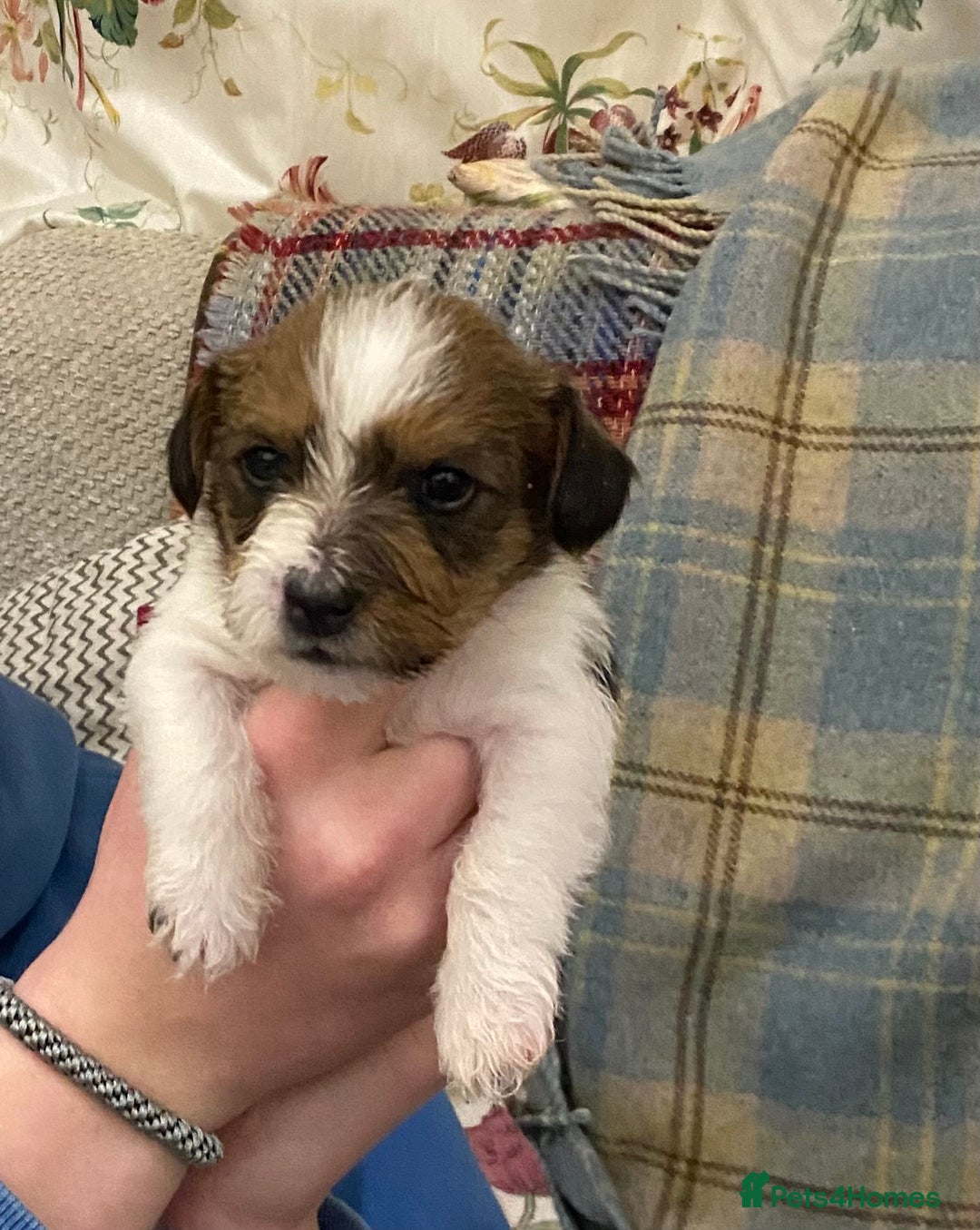 Jack Russell dogs for sale: Jack Russell - Wire Haired - Advert 4