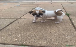 Mixed Breed dogs for sale: Frenchies/ jugs puppies. Please read - Image 3