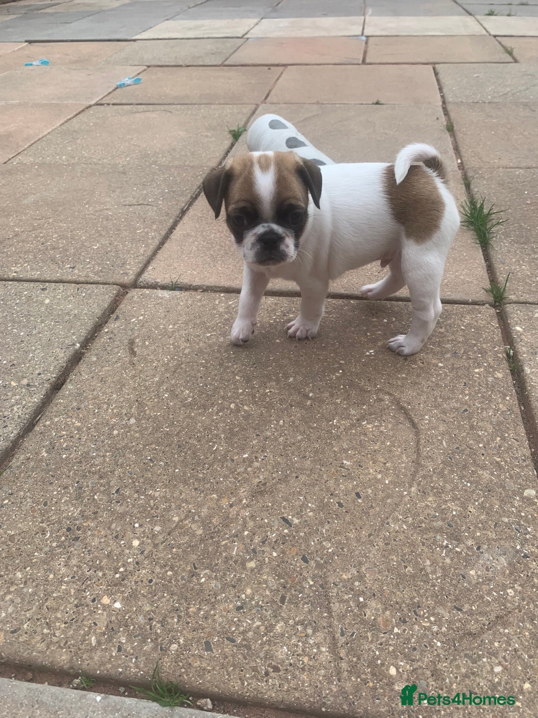 Mixed Breed dogs for sale: Frenchies/ jugs puppies. Please read - Image 3