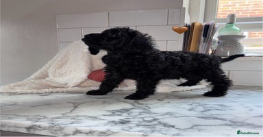 Mixed Breed dogs - Advert 4