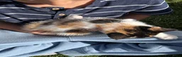 Mixed Breed cats for sale: Adorable kittens in need of a new home ☺️🥰 - Advert 7
