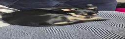 Mixed Breed dogs for sale: Rehome my little girl  - Advert 2