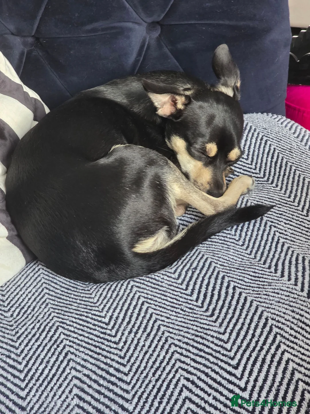 Mixed Breed dogs for sale: Rehome my little girl  - Advert 2