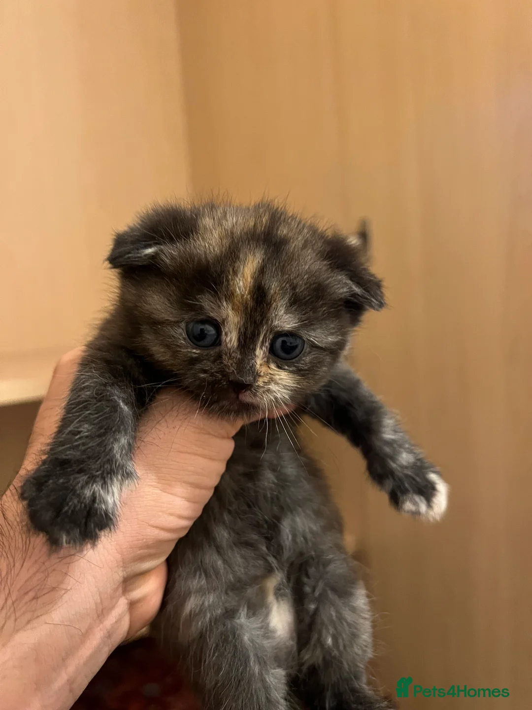 Scottish Fold cats for sale: Stunning Scottish Fold & Straight Kittens - Advert 2
