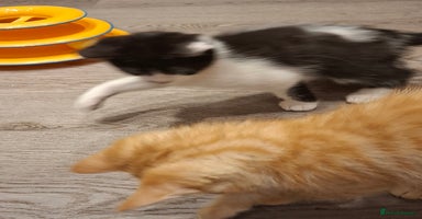 Mixed Breed cats - Advert 11