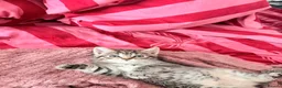 Mixed Breed cats for sale: Female grey brown tabby  - Advert 5