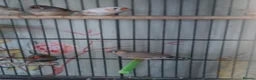 Finches birds for sale: Mixed aviary and indoor breed Zebra finches - Advert 5