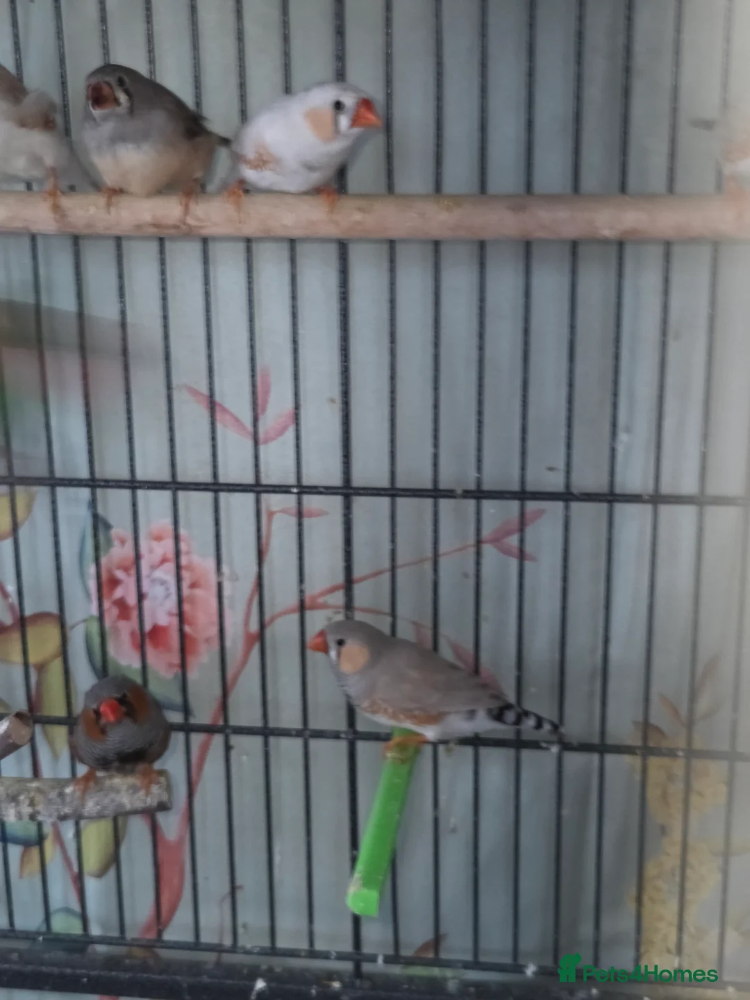 Finches birds for sale: Mixed aviary and indoor breed Zebra finches - Advert 5