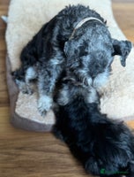 Miniature Schnauzer dogs kc/Bva eye tested clear vet checked & certificate - Advert 9