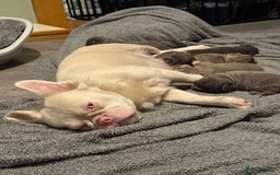 French Bulldog dogs for sale: Fluffy French bull dogs  - Image 7