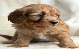 Cavapoo dogs for sale: Stunning health tested Cavapoo puppies - Image 11