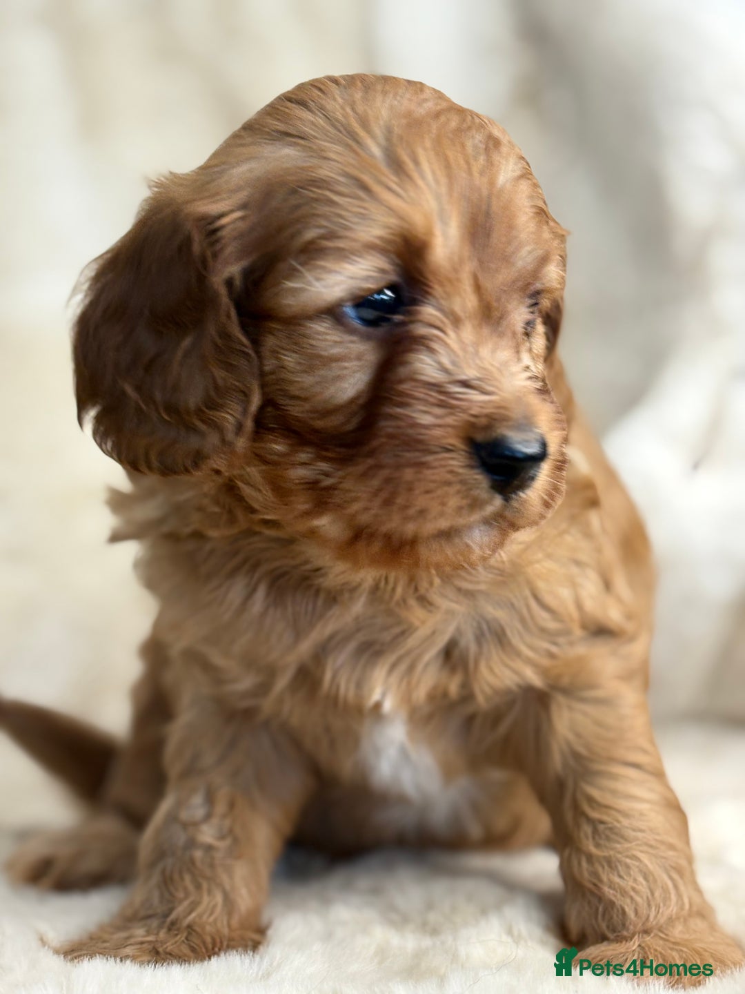 Cavapoo dogs for sale: Stunning health tested Cavapoo puppies - Image 11