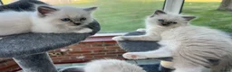 Ragdoll cats for sale: Beautiful GCCF Lilac/Blue Mitted kittens 🥇🐾 - Advert 8
