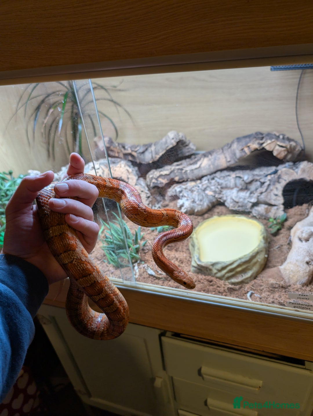 Corn Snake reptiles for sale: 2 year old Corn snake and full setup - Advert 1