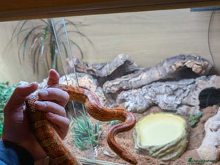 Corn Snake reptiles 2 year old Corn snake and full setup - Advert 1