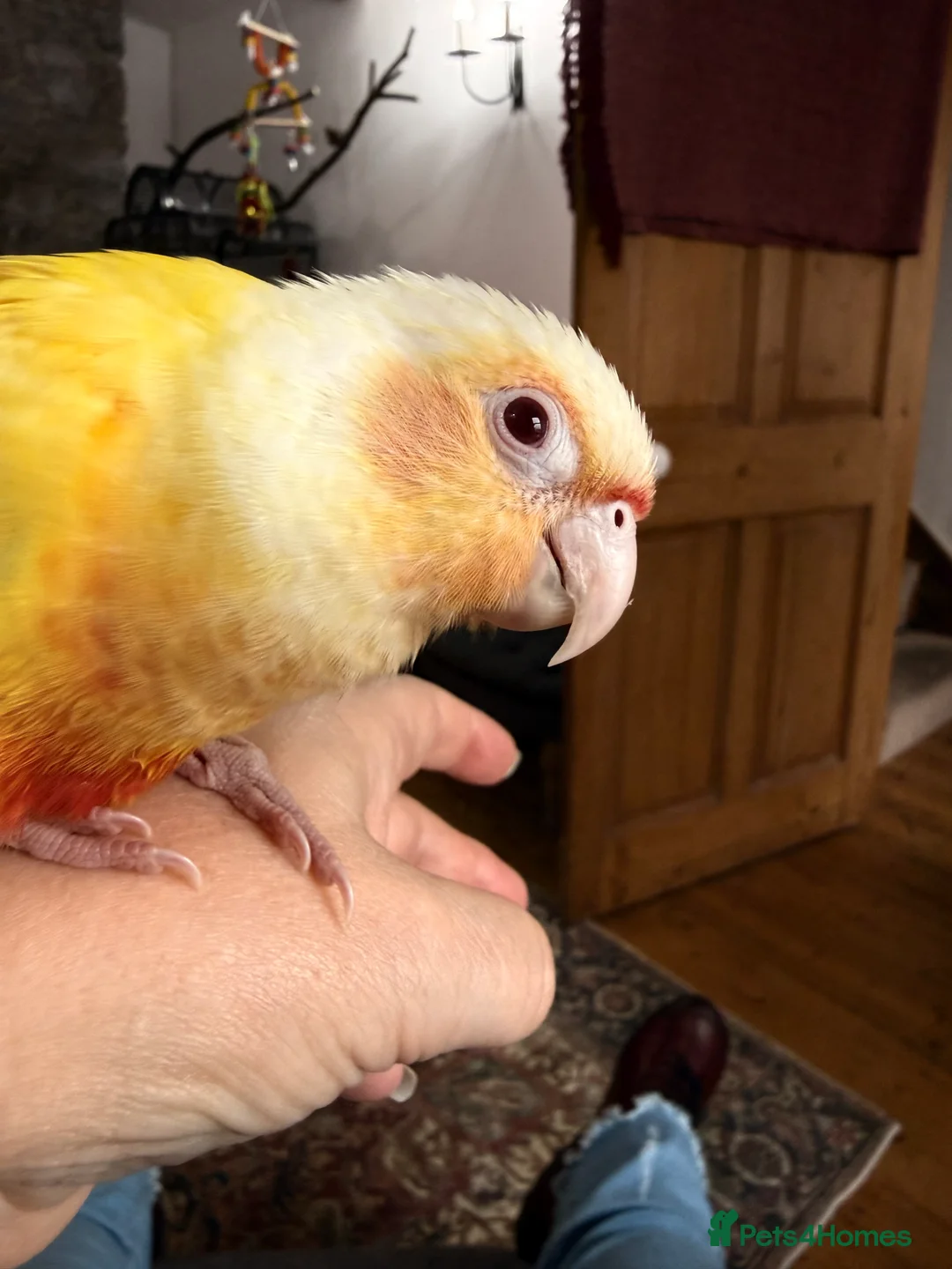 Conures birds for sale: Very Rare Lutino h/r Green Cheek Conure - Advert 2