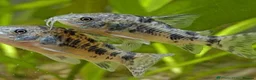 Catfish fish for sale: Aquarium fish, shrimp, and plants. WIDE selection - Advert 12