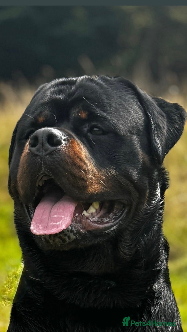 Rottweiler dogs Alfie  - Advert 2