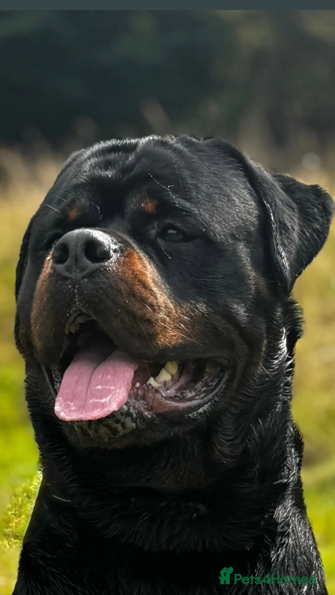 Rottweiler dogs for stud: Alfie  - Advert 2