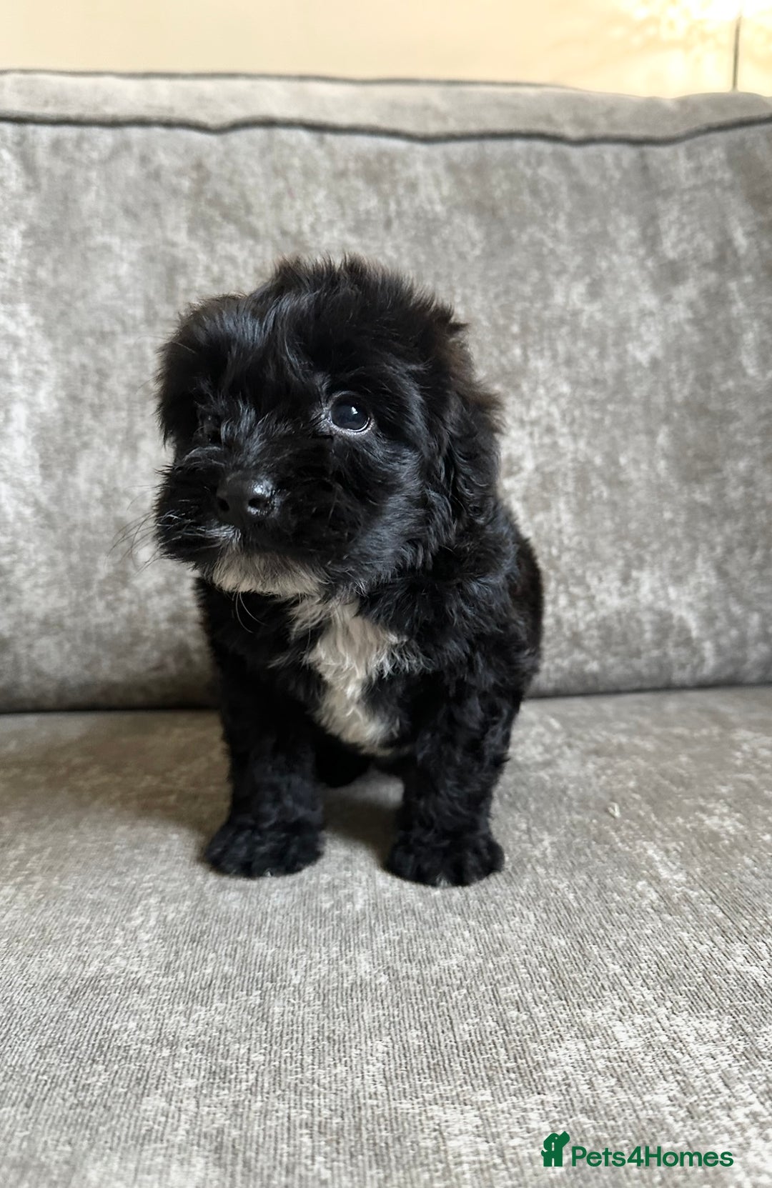 Cockapoo dogs for sale: Cockapoos looking for forever homes - Advert 24