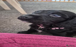 Sprocker dogs for sale: Sprocker spaniel puppies ready now - Image 5