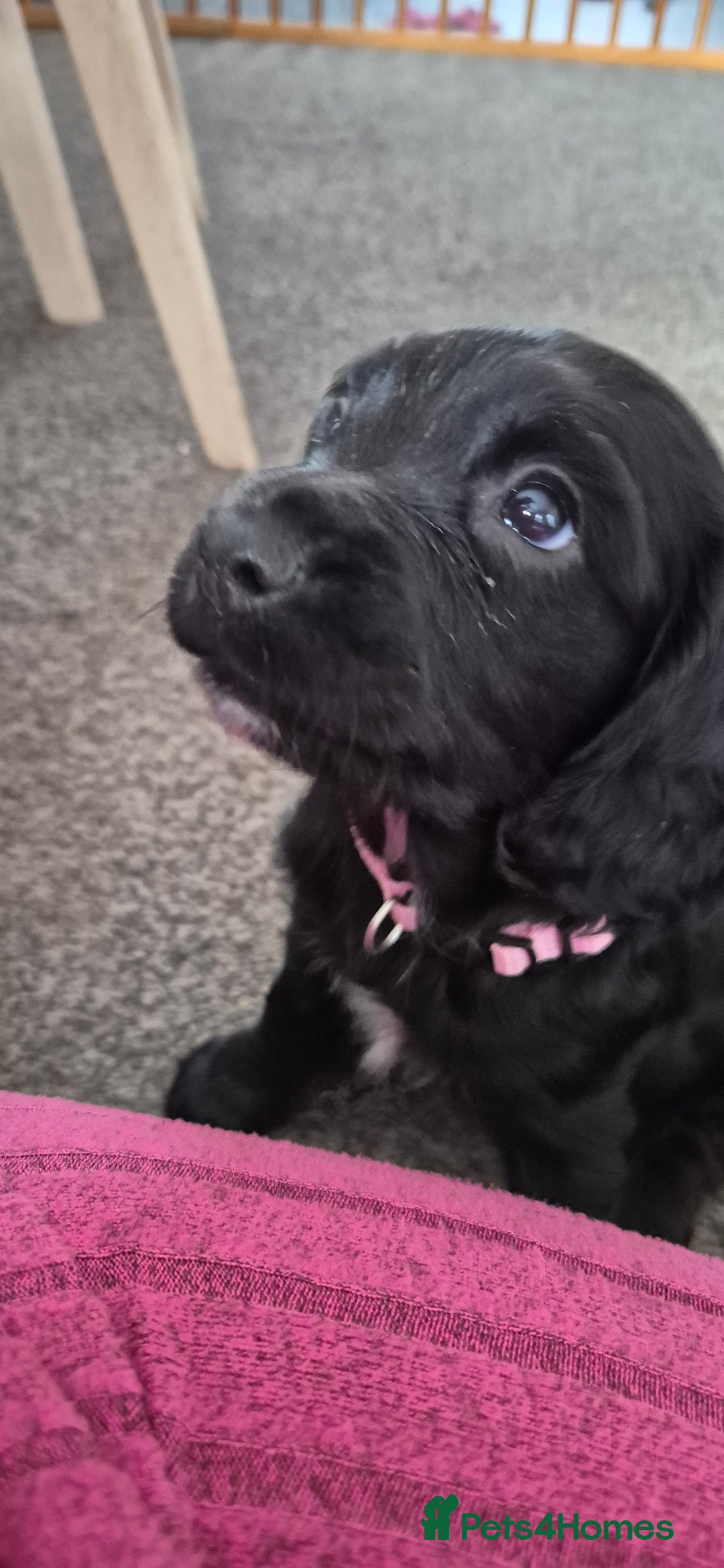 Sprocker dogs for sale: Sprocker spaniel puppies ready now - Image 5