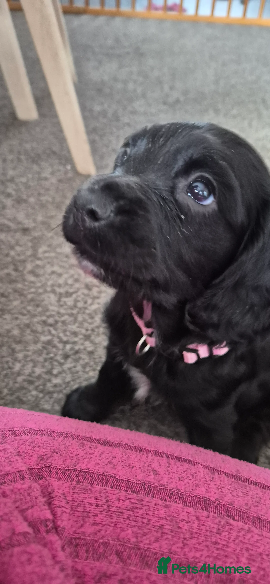 Sprocker dogs for sale: REDCUED Sprocker spaniel puppies ready now - Advert 5