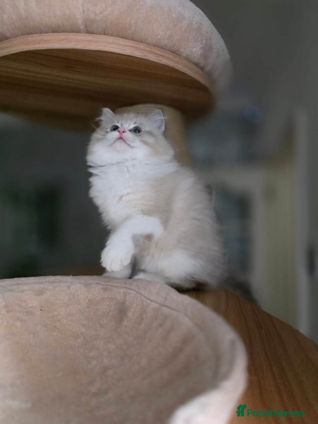 Ragdoll cats for sale: 🩷Amazing European Grand Champion lines🏆🥇 TICA💙 - Advert 23