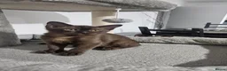 Burmese cats for sale: Stunning Pedigree Brown Burmese kittens  - Advert 10