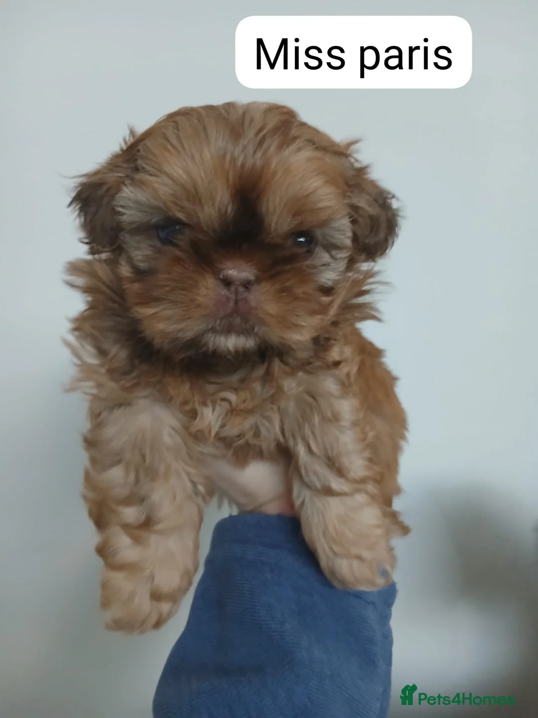 Shih Tzu dogs for sale: CHOCOLATE KC REG IMPERIALS BEST LINES 2 girls left - Advert 32