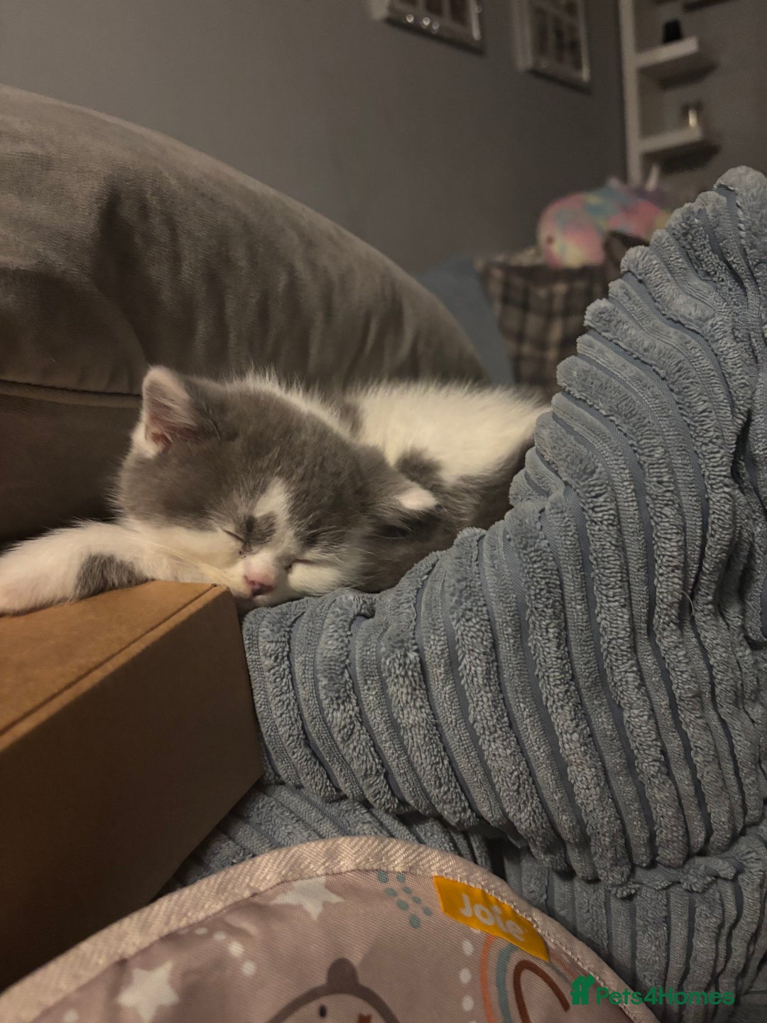 British Shorthair cats for sale: 2 sweet babies left!! - Advert 4