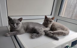 British Shorthair cats for sale: Stunning British Short hair kittens - Image 3