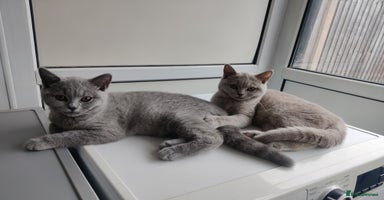 British Shorthair cats - Advert 5