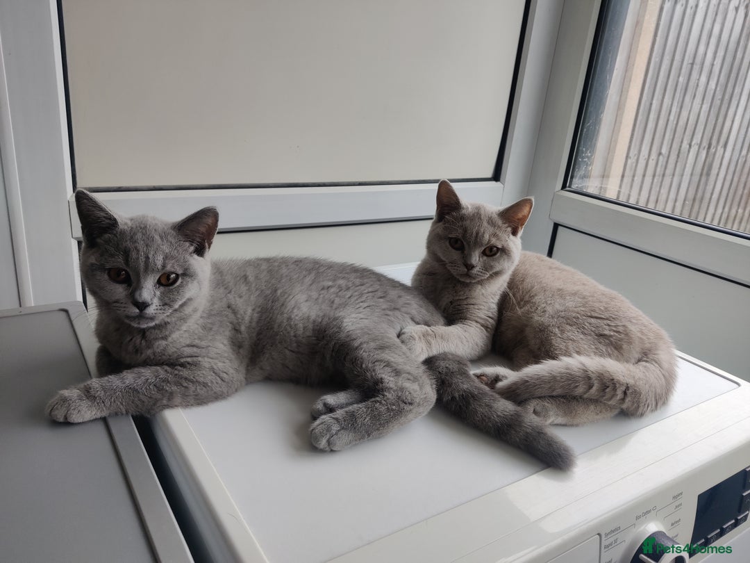 British Shorthair cats for sale: Stunning British Short hair kittens - Image 3