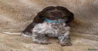 Cocker Spaniel dogs - Advert 16