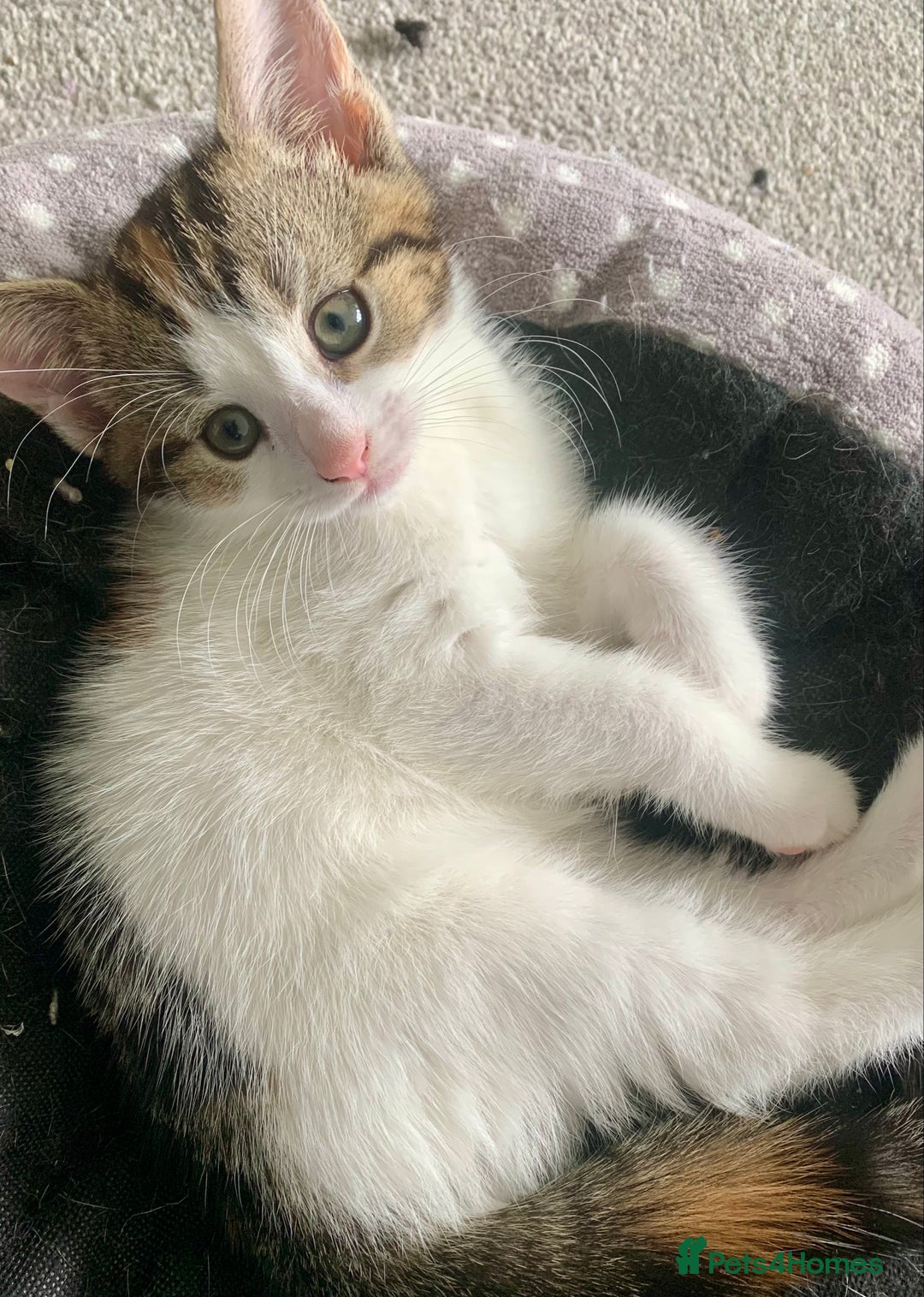 Siberian cats for sale: Two kittens  - Image 2