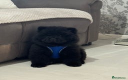 Chow Chow dogs for sale: Big bear  - Image 10