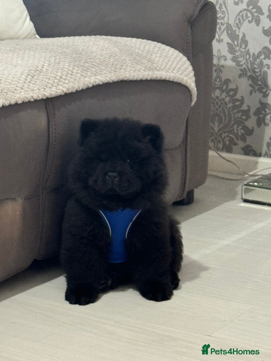 Chow Chow dogs for sale: Big bear  - Image 10