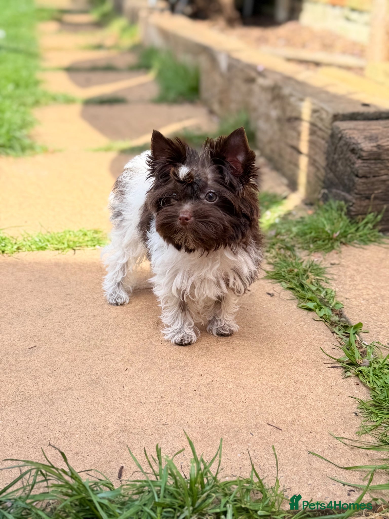 Yorkshire Terrier dogs Tiny Puppy Boys🐾 Pedigree 🐾 - Advert 1