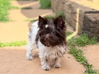 Yorkshire Terrier dogs Tiny Puppy Boys🐾 Pedigree 🐾 - Advert 1