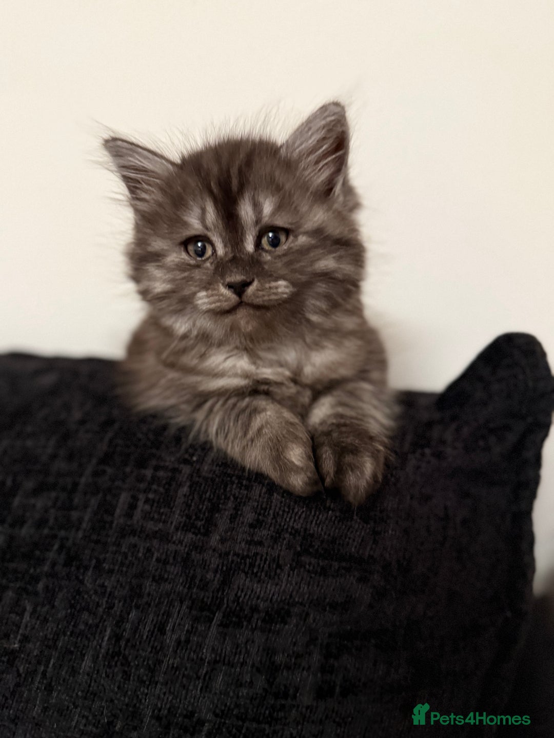 Persian cats for sale: PersianBSH silver, ginger & dark silver kittens 🩷 - Advert 3