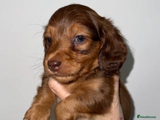 Miniature Dachshund dogs 💚🧡Stunning KC Longhaired Mini Dachshunds💚🧡 - Advert 7