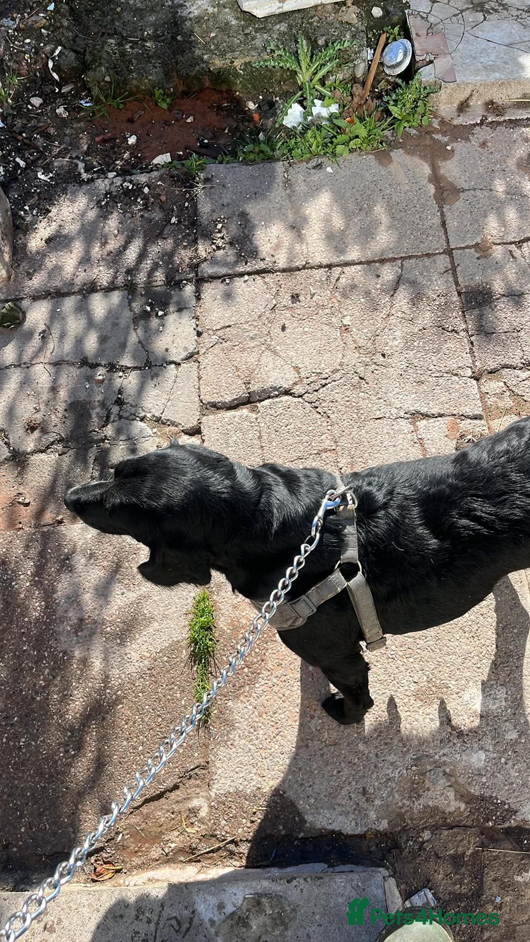 Cockerdor dogs for sale: Here is spencer hes the last boy  in Leek - Advert 2