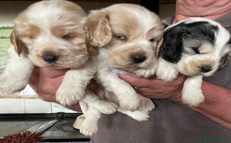 Cocker Spaniel dogs - Advert 3