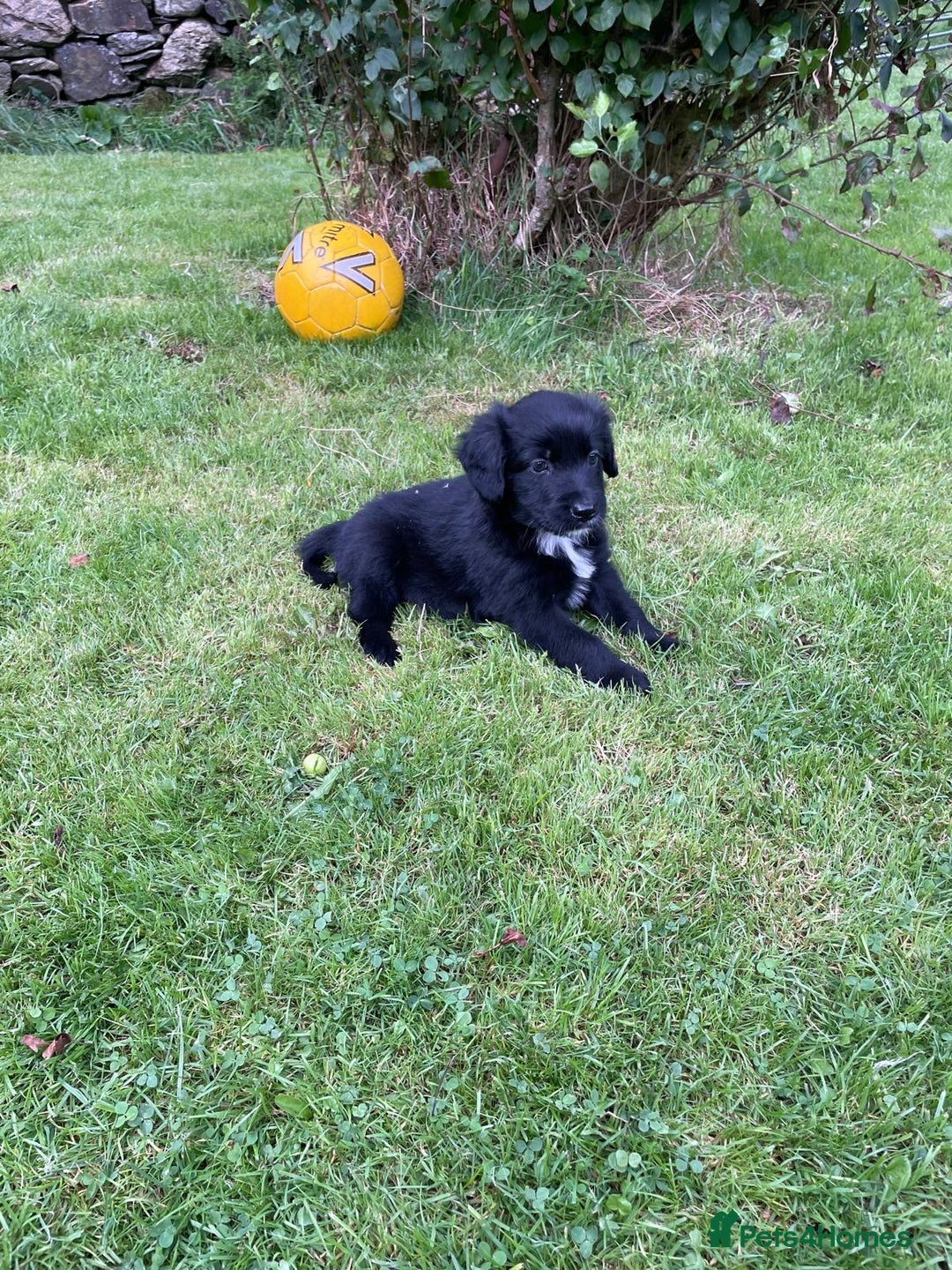 Mixed Breed dogs for sale: Sprollie puppies ❤️ - Image 13