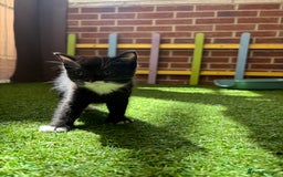 Mixed Breed cats for sale: Our baby is ready for a new home! - Image 2