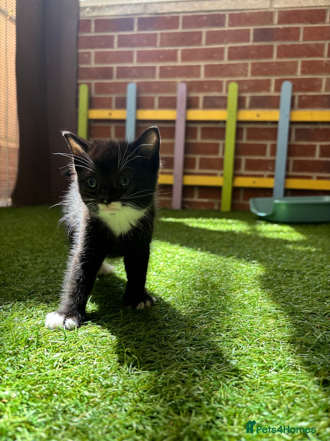 Mixed Breed cats for sale: Our baby is ready for a new home! - Image 2