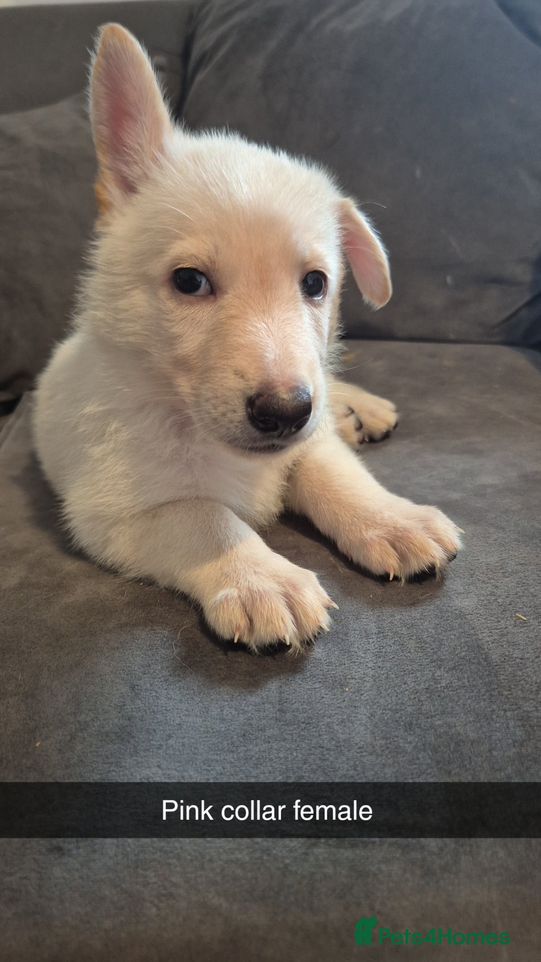 Mixed Breed dogs for sale: Shepinois puppies  - Advert 7